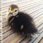 courageous new born duckling